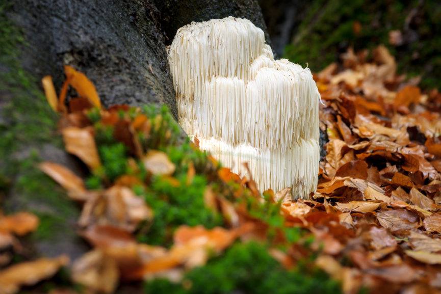 Lion's Mane ll Learn Your Mushrooms