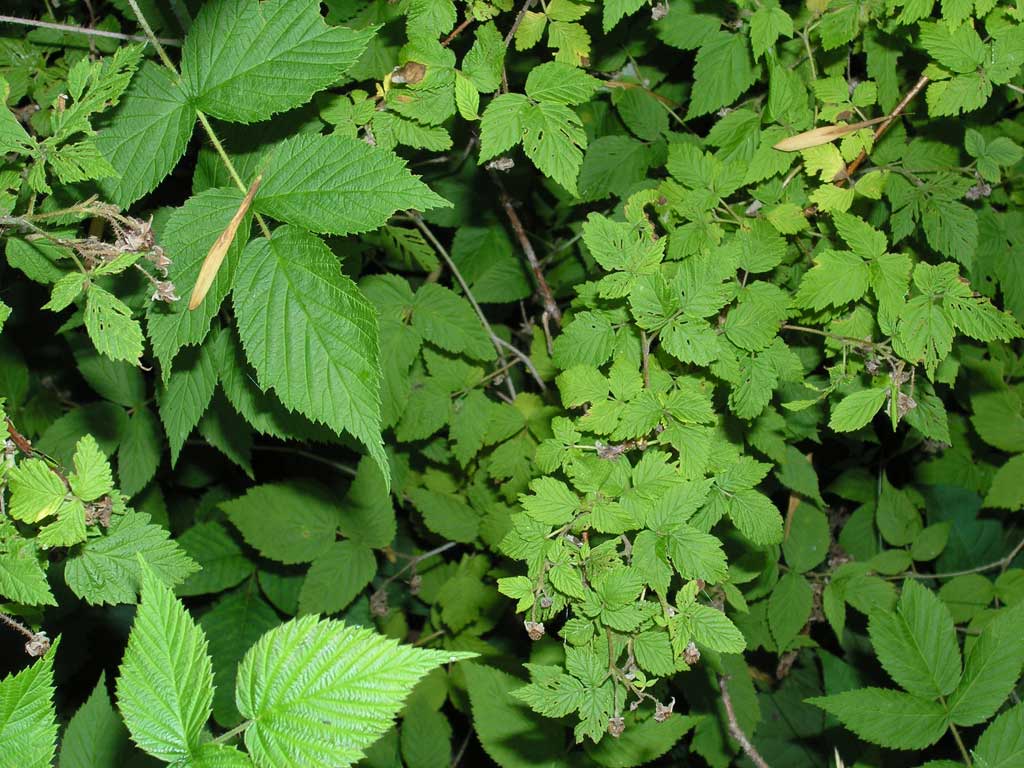 Red-Rasp-Leaf_1200x1200.jpg?v=1565657169