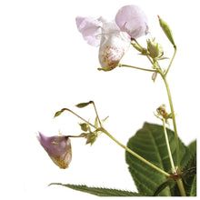 Impatiens Flower Essence ll Bach Flower Remedies - SimplyGinger