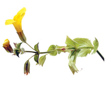 Mimulus Flower Essence ll Bach Flower Remedies - SimplyGinger